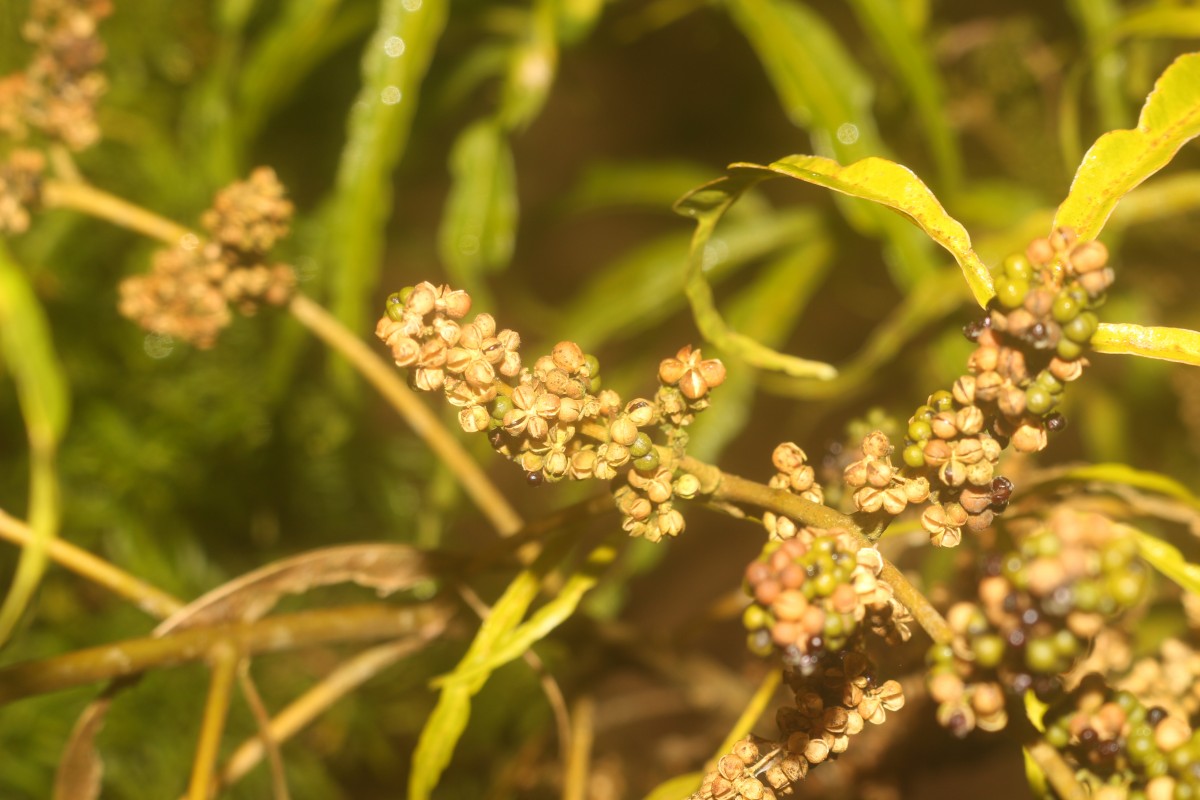 Melicope denhamii (Seem.) T.G.Hartley